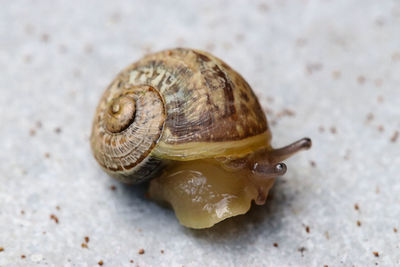 Close-up of snail