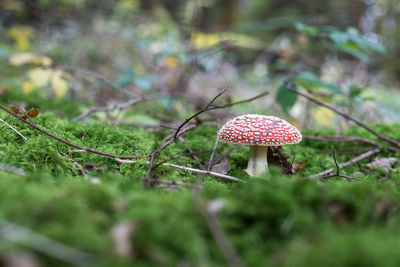 Close-up of mushroom on field