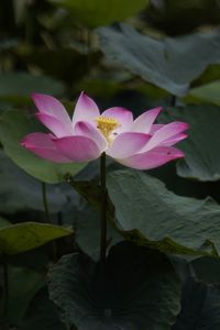 Close-up of pink water lily
