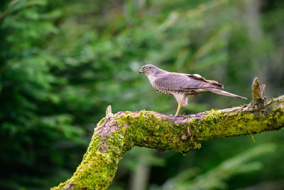 Sparrowhawk, acipiter nisus, perched on a moss covered branch