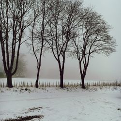 Bare trees on snow covered landscape