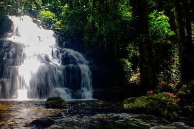 Scenic view of waterfall in forest