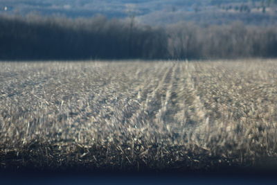 Close-up of field against sky