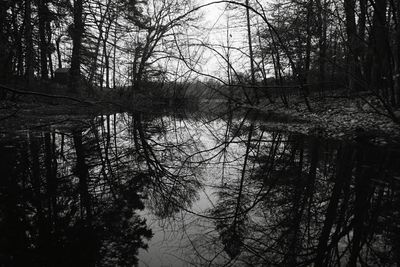 Scenic view of lake in forest