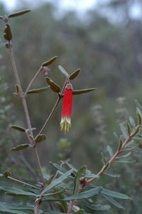 Close-up of red flowering plant