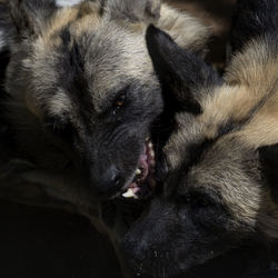 Close-up portrait of a dog