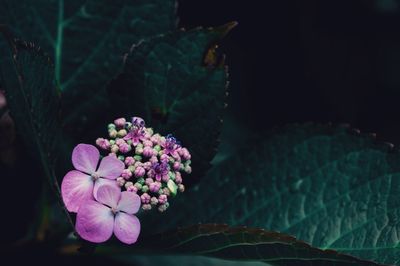 Close-up of pink hydrangea flowers