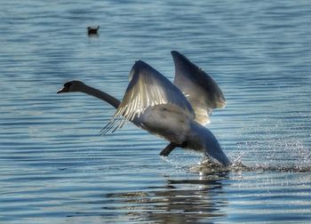 Seagulls flying over lake