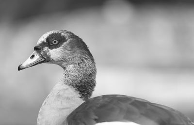 Close-up of swan