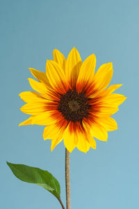 Close-up of sunflower against sky