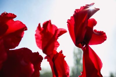 Close-up of red flowers against sky