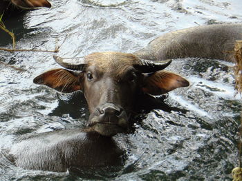 High angle view of cow in water