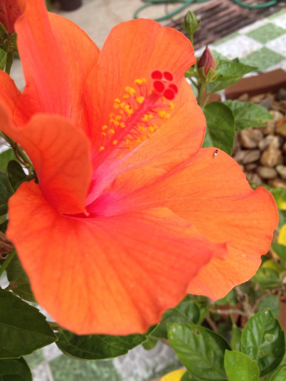 flower, petal, freshness, flower head, fragility, growth, beauty in nature, red, close-up, blooming, plant, nature, stamen, orange color, pollen, hibiscus, single flower, leaf, focus on foreground, in bloom