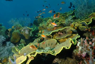 Fish swimming in sea