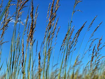 Close-up of stalks against clear blue sky