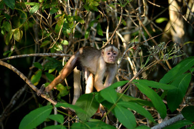 White fronted capuchin in the jungle on the banks of the rio ariau, amazon, brazil.