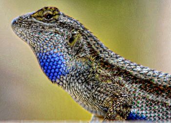 Close-up of lizard