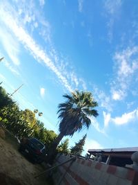 Low angle view of palm trees against cloudy sky