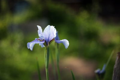 Close-up of purple flowering plant