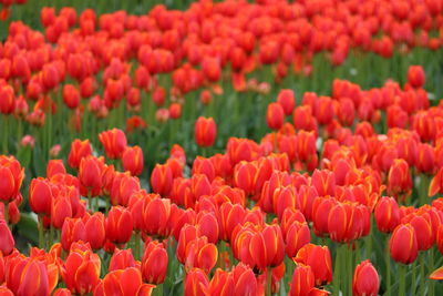 Tulips of the valley flower festival