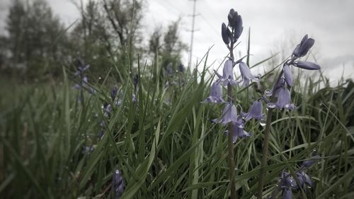 Close-up of purple crocus flowers on field