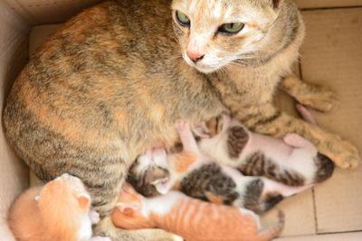 Close-up of kitten sitting