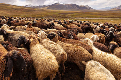 View of sheep on field