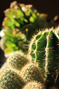 Close-up of cactus plant