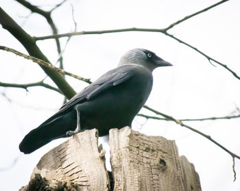 Low angle view of bird perching on branch