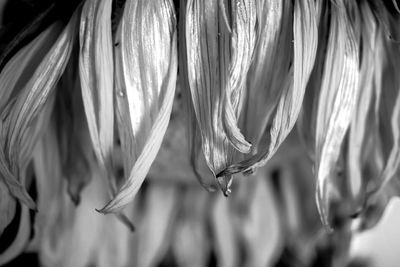 Close-up of flowers