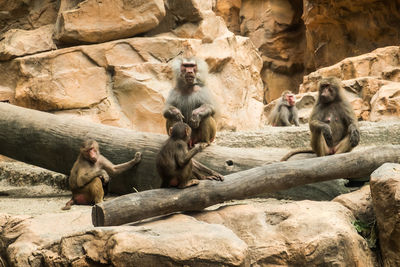 Monkey sitting on rock at zoo