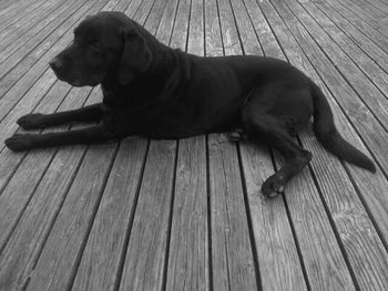 Dog sitting on wooden floor