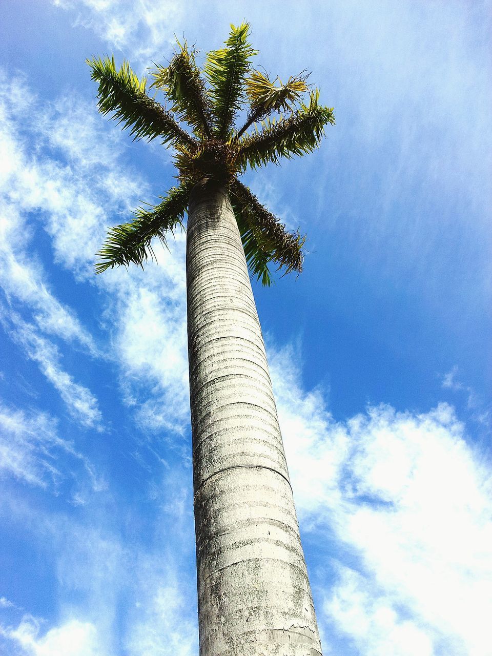 LOW ANGLE VIEW OF PALM TREE