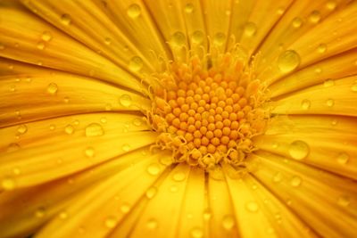 Full frame shot of wet yellow flower