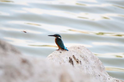 Close-up of bird perching on rock