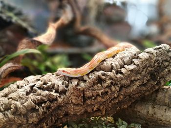 Close-up of lizard