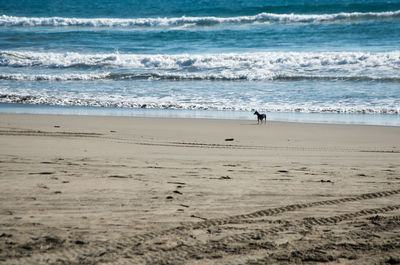 Remote dog on the beach against wavy sea