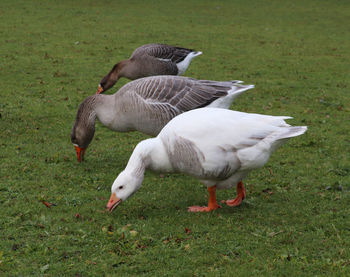 View of a bird on field