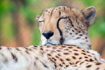 Close-up of a cat