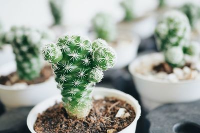 Close-up of cactus