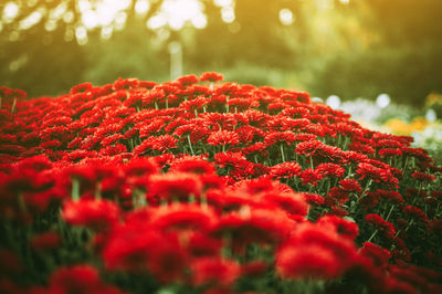 Close-up of red flowering plants in park