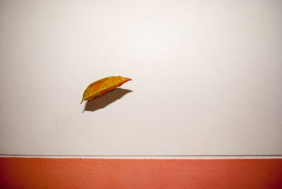 Close-up of orange leaf on wall