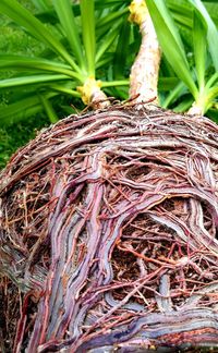 Close-up of roots on plant