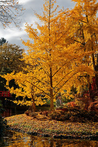 Trees and plants in park during autumn