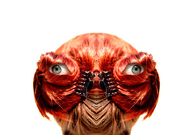 Close-up portrait of an animal over white background