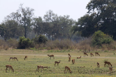 Flock of impalas grazing in a field