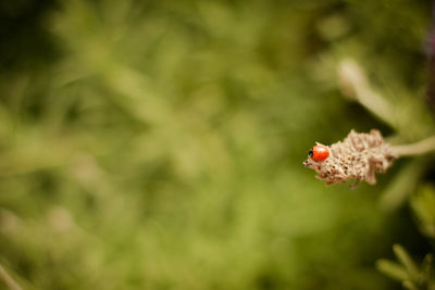 Close-up of ladybug on plant