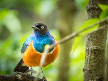 Close-up of parrot