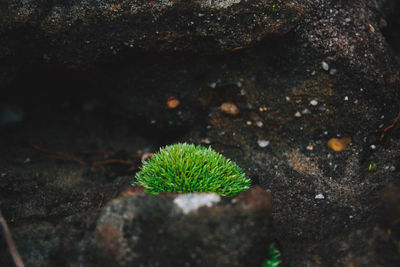 Close-up of moss growing on rock