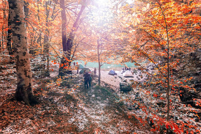 Trees in forest during autumn